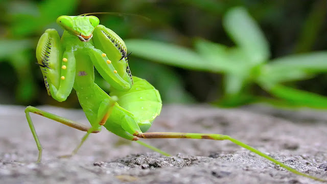 Praying Mantis