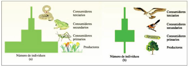 Resultado de imagen de piramide de numeros ecologia