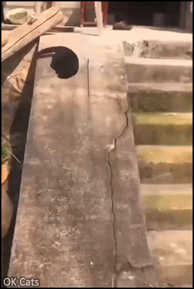 Funny Cat GIF • Weeee! Funny black cat have fun going down that concrete slide [ok-cats.com]