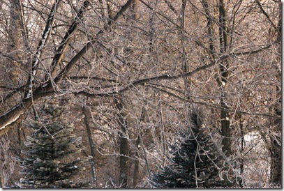 hoarfrost1-2-13