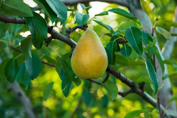 Pear is a sweet and useful fruit. Antioxidants are found in it and it is high in fiber. Pear does not contain fat at all. Eating pears can help you lose weight.