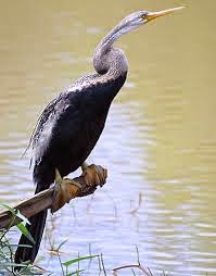 Anhinga melanogaster. Anhinga melanogaster.