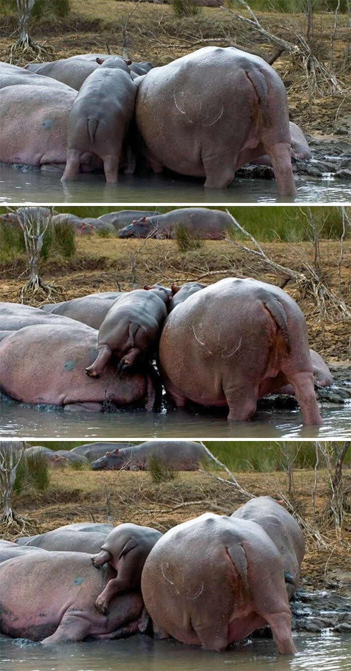 23 Adorable Baby Hippos That Will Make Your Day