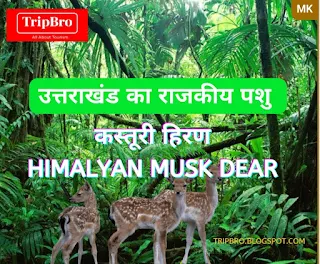 himalyan-musk-dear-kasturi-hiran-state-animal-of-uttrakhanda-fact