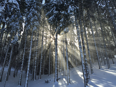 light through the trees