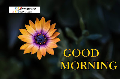 Good Morning Flowers, Morning Flowers,