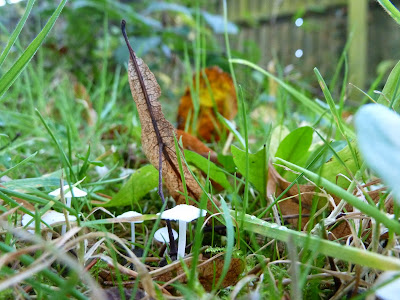 Tiny fungi