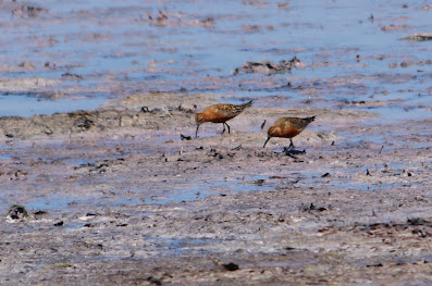 Krombekstrandloper - Reade Gril - Calidris ferruginea