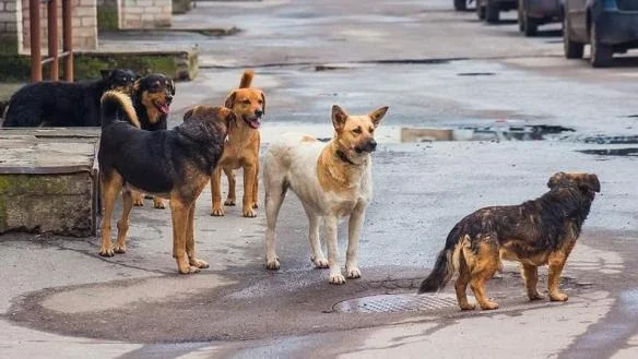 Είναι τελικά φιλόζωοι οι «φιλόζωοι»;