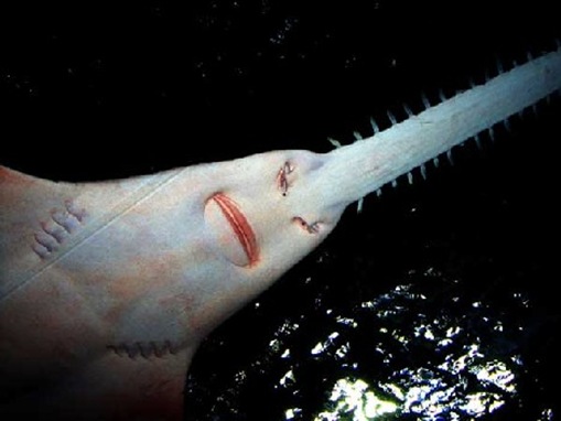 Saw Sharks