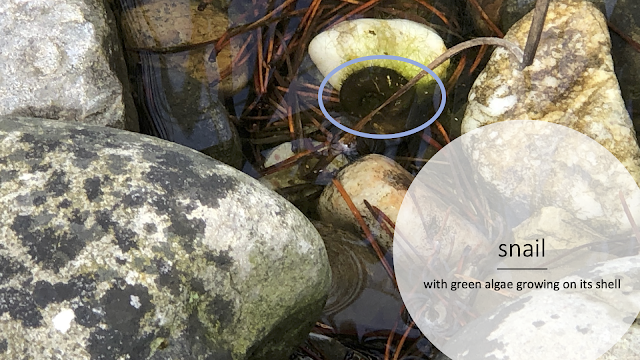 Rocks in a pond. There is a brown snail with green algae on it on one rock.