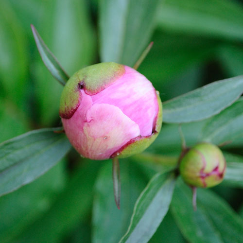 pink peonies