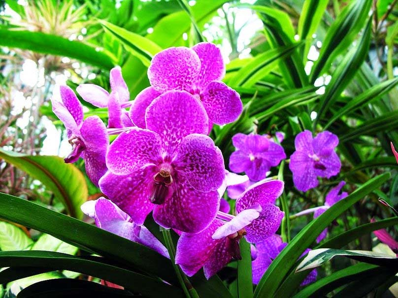 beautiful-orchid-flowers