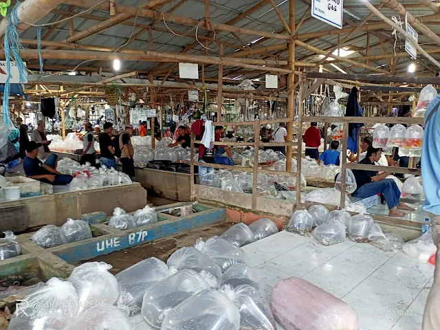 pasar ikan hias parung bogor