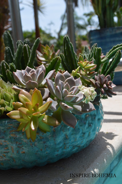 Poolside Succulent Planters - Designer Cactus and Succulent Planters Garden Design Inspire Bohemia - Miami and Ft. Lauderdale Succulent Business