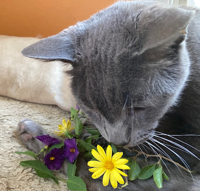 Close-up of grey cat sniffing a yellow flower.