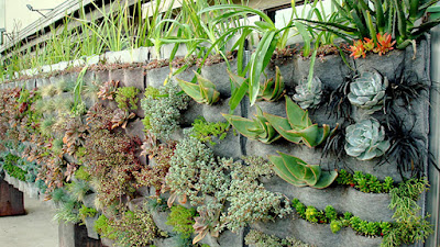 trồng cây làm vườn trên tường