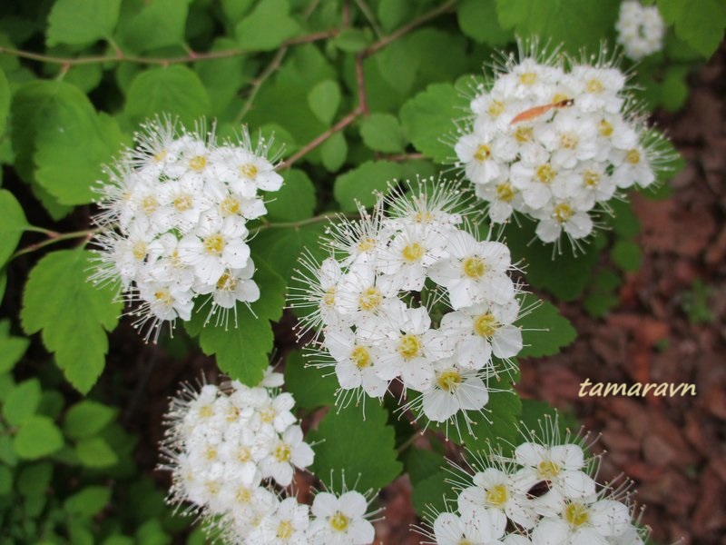 Спирея уссурийская / Таволга уссурийская (Spiraea ussuriensis)