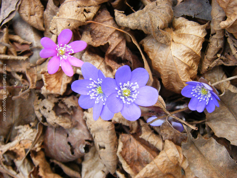 Le avventure della mia fantasia: I fiori selvatici ...