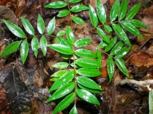 MEMBUAT RAMUAN OBAT DARI TANAMAN PASAK BUMI http://tipspetani.blogspot.com/2016/11/membuat-ramuan-obat-dari-tanaman-pasak.html