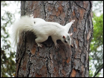 Morning squirrels 018