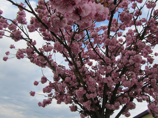 Fioritura Prunus serrulata