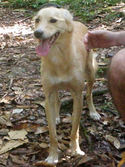 Pets Adventure 7 (60)