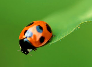 Beautiful Pictures of Lady Bug