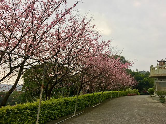 cherry blossom, Wuji TianYuan Temple, New Taipei, Taiwan