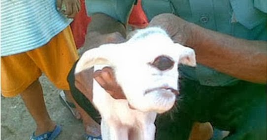 Gambar Anak Kambing Mata Satu