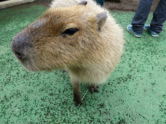 仙人掌公園 水豚