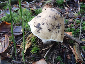 Gąska sp. Tricholoma sp.