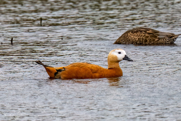 Ruddy shelduck