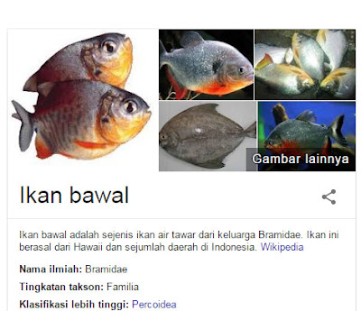 umpan ikan bawal