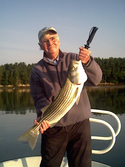 �Striped bass over 30 inches