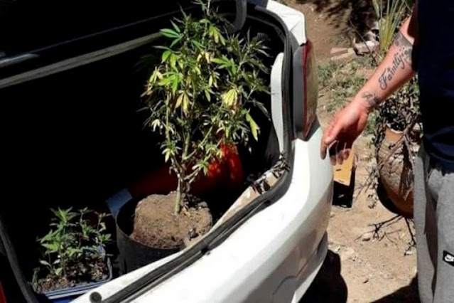 Secuestran 10 plantas de marihuana en intendente alvear