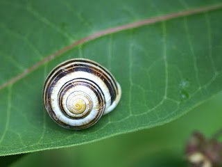 Escargot du Québec