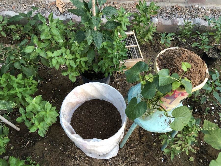 Prepare yourself for an exploration into the realm of gardening as we present an exciting tutorial on how to plant sweet potato vine cuttings in containers!