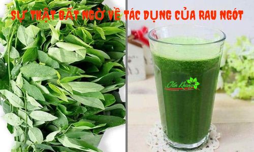 Sự Thật Bất Ngờ Về Tác Dụng Của Rau Ngót