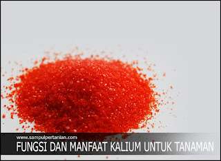 Fungsi Dan Manfaat Kalium (K) Bagi Tanaman