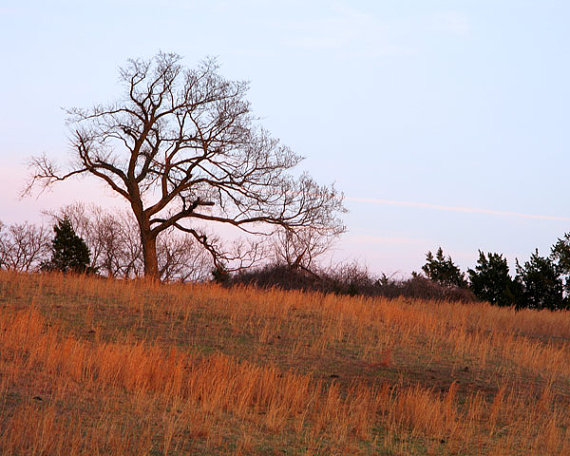 Autumn Trees At Dusk7