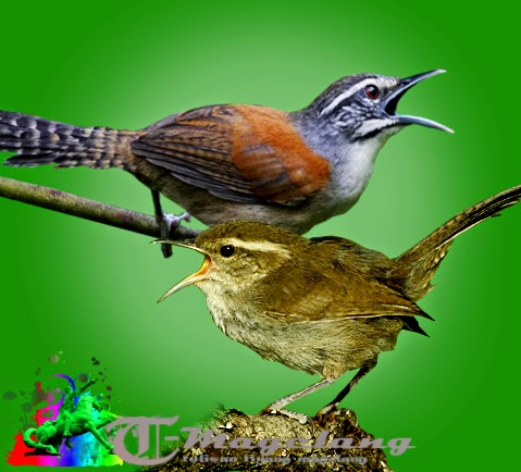 Suara burung bay wren dan bewicks wren untuk memaster