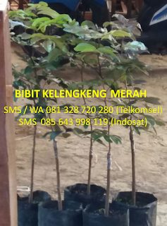 bibit lengkeng merah murah