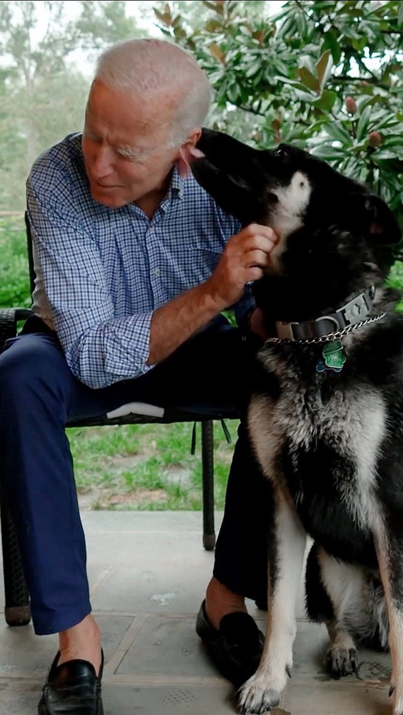 La historia del perro que Joe Biden rescató de un refugio y que llegará  con él a la Casa Blanca