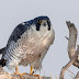 Peregrine Falcon