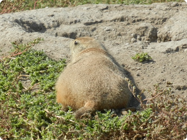 IMG_1092a Prairie Dog (5)