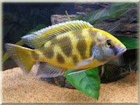 Venustus Cichlid Fish Pictures