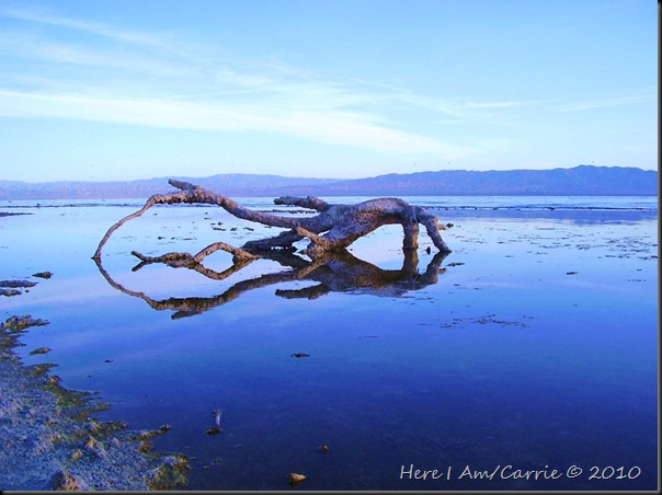 Salton Sea Calendar 2010