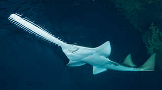 Sawfish