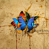 Butterflies Wallpapers